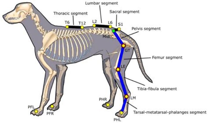 Discover The Intricacies Of Canine Joint Anatomy
