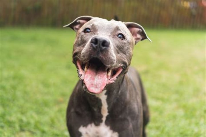 Pitbull MD: Comprehensive Guide To The Pit Bull Breed For Maryland Residents