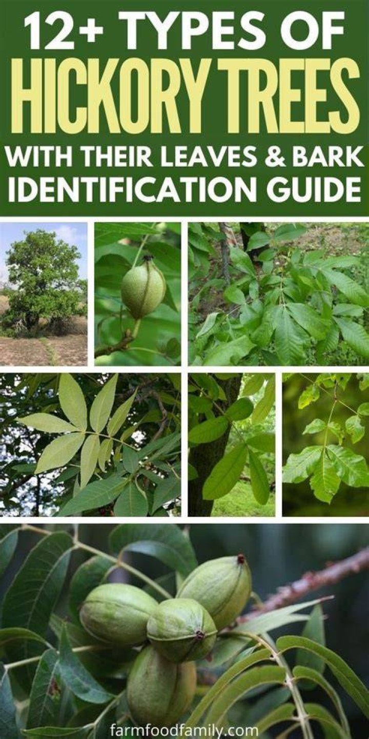 The Winter Guide To Hickory Trees: Everything You Need To Know